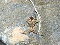 Centrocoris spiniger