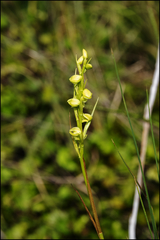 Orthochilus ecristatus