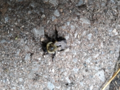 Bombus impatiens