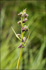 Orthochilus ecristatus