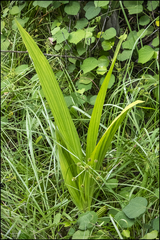 Orthochilus ecristatus