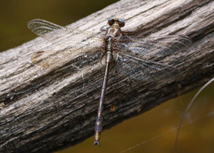 Phanogomphus