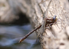 Phanogomphus