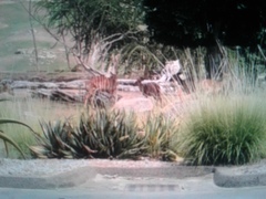 Tragelaphus