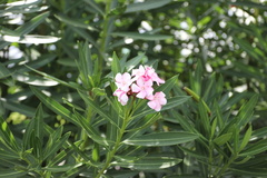 Nerium oleander