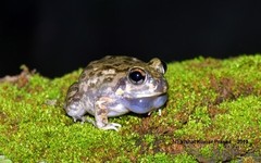 Sphaerotheca breviceps