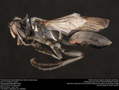 Sphex texanus