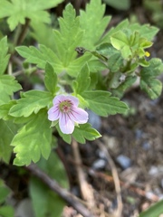 Geranium sibiricum