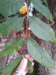 Carya illinoinensis