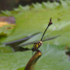Ictinogomphus pertinax