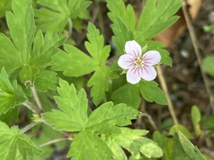 Geranium sibiricum