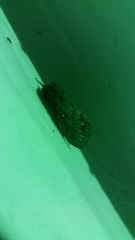 Gloveria arizonensis