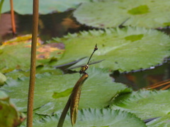 Ictinogomphus pertinax