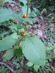 Triosteum perfoliatum