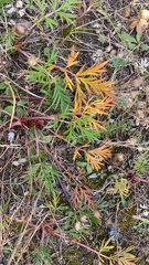 Potentilla bimundorum