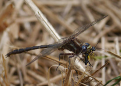 Phanogomphus
