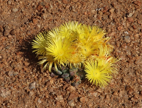 Cheiridopsis excavata