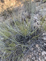 Ephedra antisyphilitica