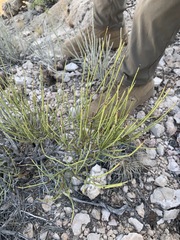 Ephedra antisyphilitica