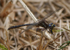 Phanogomphus