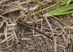 Phanogomphus