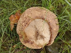 Pseudoinonotus dryadeus