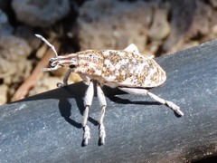 Cyphocleonus achates