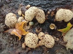 Pseudoinonotus dryadeus