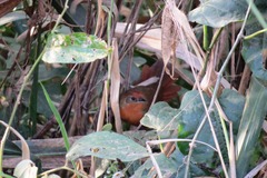 Phacellodomus ferrugineigula