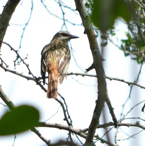 Myiodynastes luteiventris