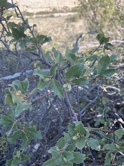Quercus pungens