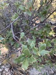 Quercus pungens