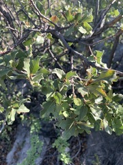 Quercus pungens