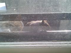 Sciurus carolinensis