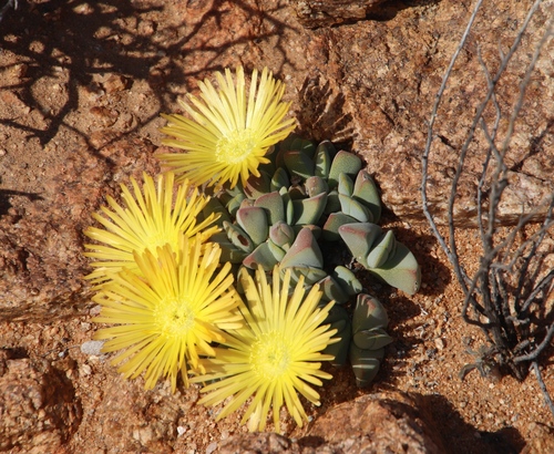 Cheiridopsis excavata