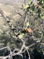 Quercus pungens