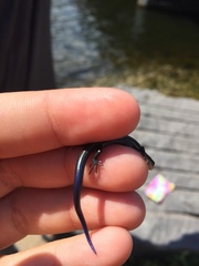 Plestiodon septentrionalis