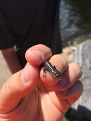 Plestiodon septentrionalis