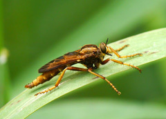 Asilus sericeus