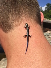 Plestiodon septentrionalis