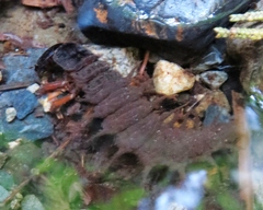 Dysmicohermes disjunctus