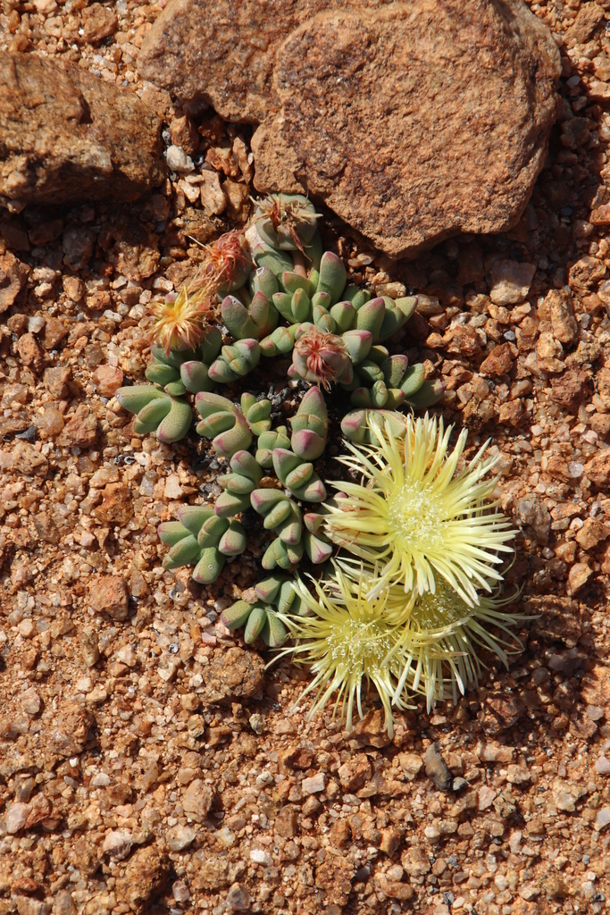 Cheiridopsis schlechteri Schwantes