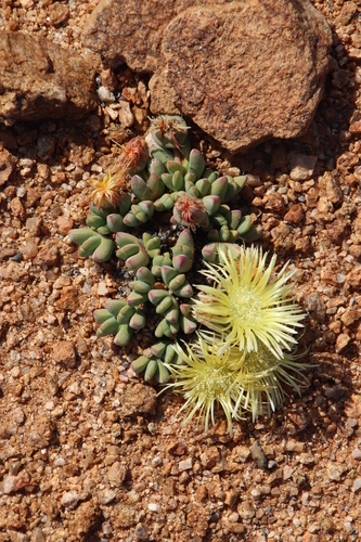 Roodia braunsii (Schwantes) Schwantes