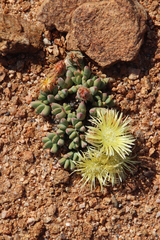 Cheiridopsis schlechteri