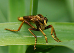 Asilus sericeus
