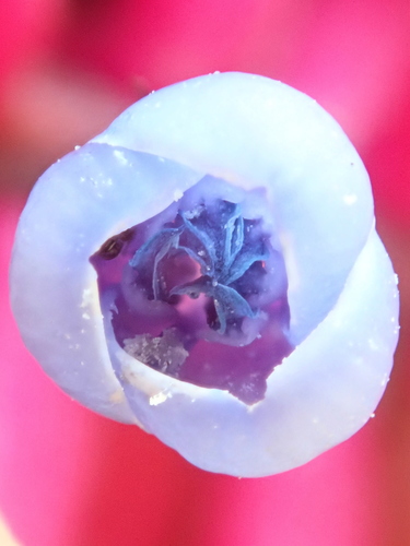 Aechmea gamosepala