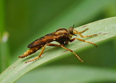 Asilus sericeus