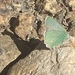 Lembert’s Hairstreak - Photo (c) Liam O'Brien, some rights reserved (CC BY-NC), uploaded by Liam O'Brien