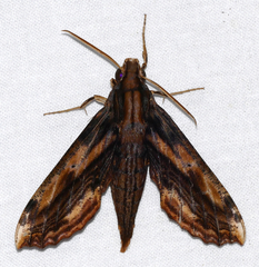Xylophanes guianensis