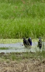 Egretta ardesiaca